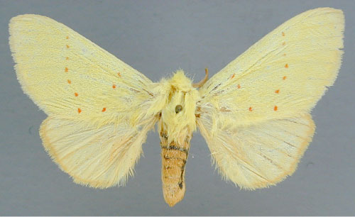 /filer/webapps/moths/media/images/C/croceipuncta_Antheua_A_RMCA_02.jpg