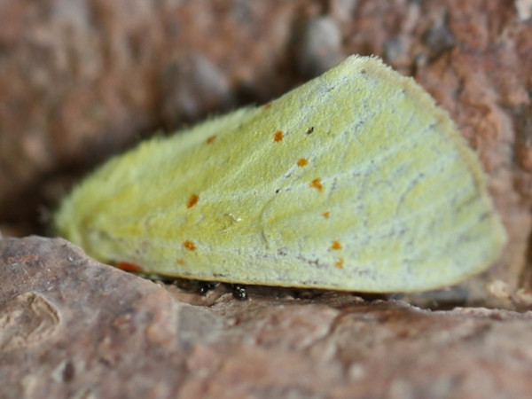 /filer/webapps/moths/media/images/C/croceipuncta_Antheua_A_Voaden.JPG
