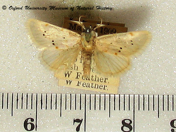 /filer/webapps/moths/media/images/C/croceisticta_Lacteosura_A_OUMNH_01.jpg