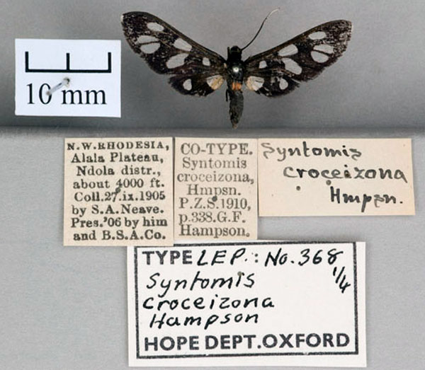 /filer/webapps/moths/media/images/C/croceizona_Syntomis_ST_OUMNH_01.jpg