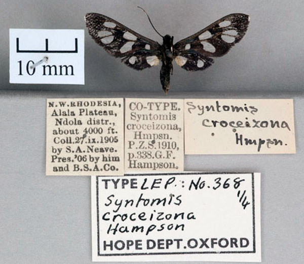 /filer/webapps/moths/media/images/C/croceizona_Syntomis_ST_OUMNH_02.jpg