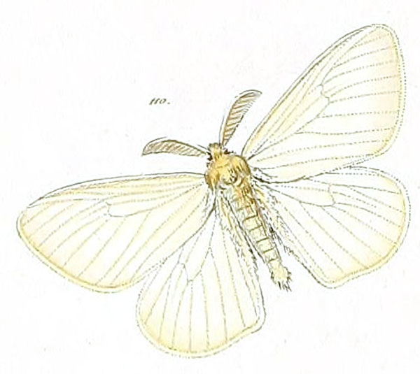 /filer/webapps/moths/media/images/C/crocicollis_Hypogymna_HT_HS_47-110.jpg