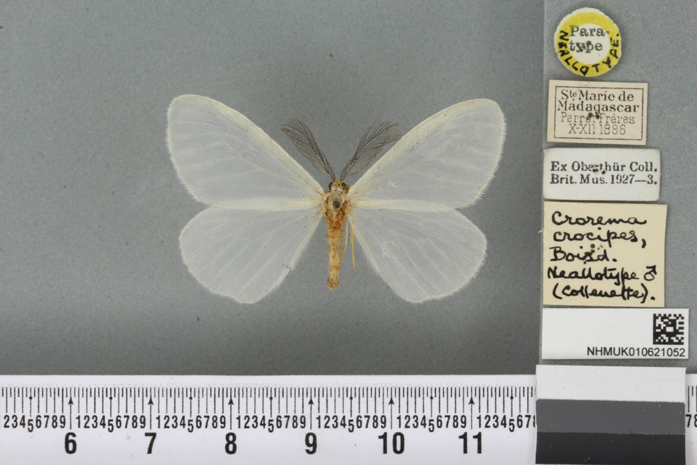 /filer/webapps/moths/media/images/C/crocipes_Collenettema_NAT_BMNHa.jpg