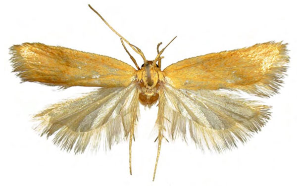 /filer/webapps/moths/media/images/C/crococorypha_Eridachtha_HT_NHMUK.jpg