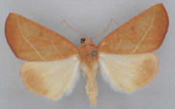 /filer/webapps/moths/media/images/C/crocopeplus_Terpnostola_AM_TMSA_01.jpg