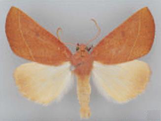 /filer/webapps/moths/media/images/C/crocopeplus_Terpnostola_AM_TMSA_02.jpg
