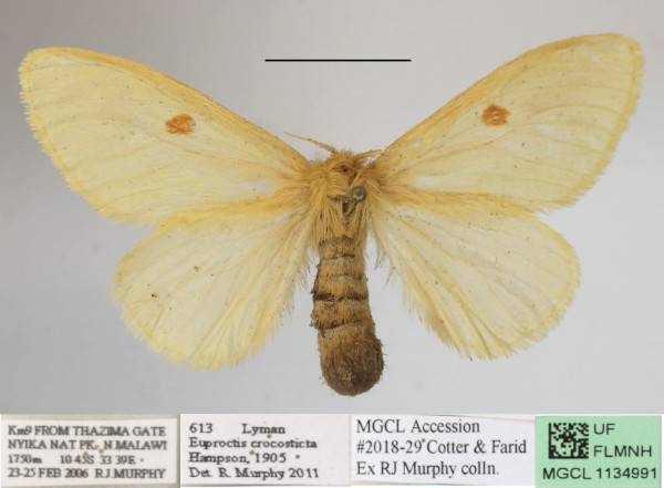 /filer/webapps/moths/media/images/C/crocosticta_Euproctis_AF_MGCLa_01.JPG