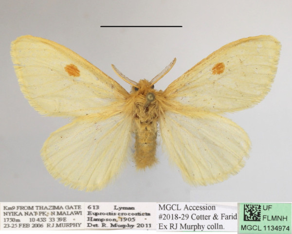 /filer/webapps/moths/media/images/C/crocosticta_Euproctis_AF_MGCLa_04.JPG