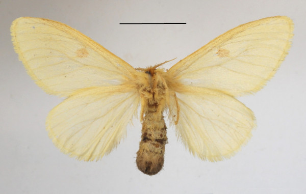 /filer/webapps/moths/media/images/C/crocosticta_Euproctis_AF_MGCLb_01.JPG