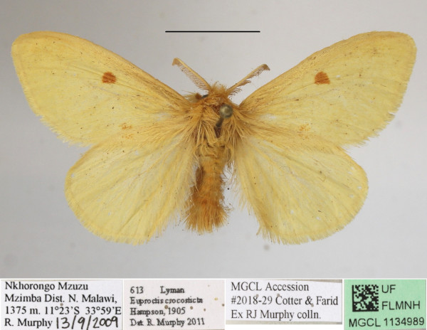/filer/webapps/moths/media/images/C/crocosticta_Euproctis_AM_MGCLa_03.JPG