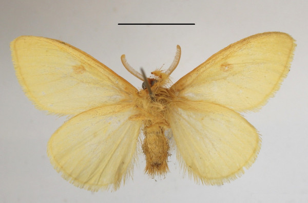 /filer/webapps/moths/media/images/C/crocosticta_Euproctis_AM_MGCLb_02.JPG