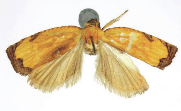 /filer/webapps/moths/media/images/C/crocus_Phalarocarpa_HT_RMCA.jpg