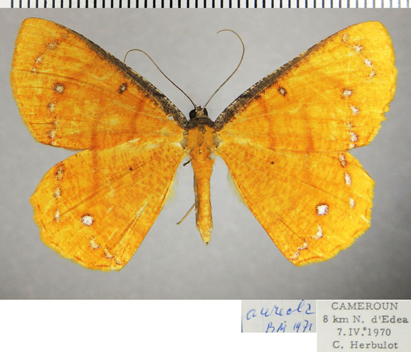 /filer/webapps/moths/media/images/C/croesaria_Melinoessa_AF_ZSM.jpg