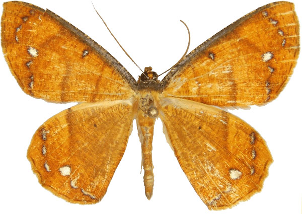 /filer/webapps/moths/media/images/C/croesaria_Melinoessa_AM_MCJM.jpg