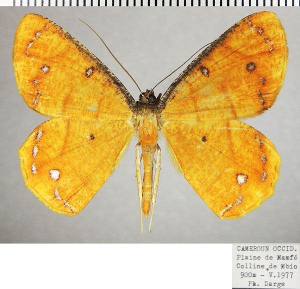 /filer/webapps/moths/media/images/C/croesaria_Melinoessa_AM_ZSMa.jpg