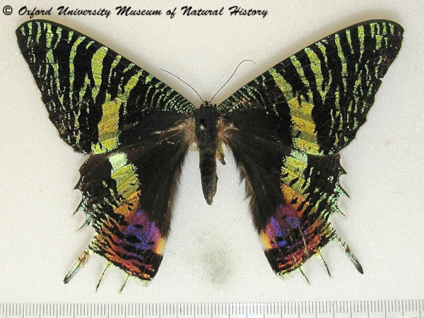 /filer/webapps/moths/media/images/C/croesus_Chrysiridia_A_OUMNHa_01.jpg