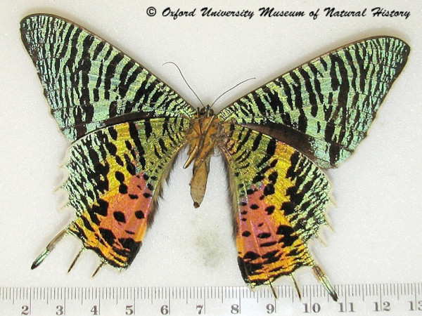 /filer/webapps/moths/media/images/C/croesus_Chrysiridia_A_OUMNHb_01.jpg