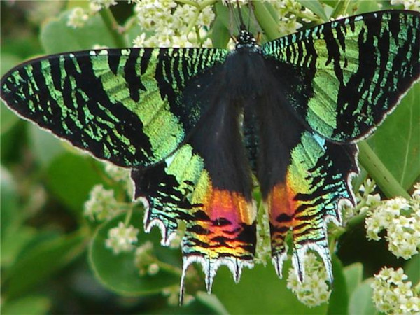 /filer/webapps/moths/media/images/C/croesus_Chrysiridia_A_Wursten_01.jpg