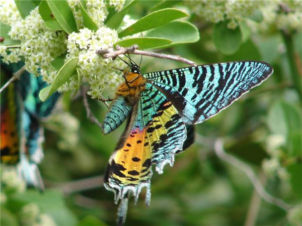 /filer/webapps/moths/media/images/C/croesus_Chrysiridia_A_Wursten_02.jpg