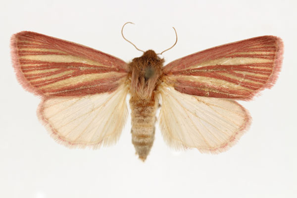 /filer/webapps/moths/media/images/C/crofti_Timora_AF_RMCA.jpg