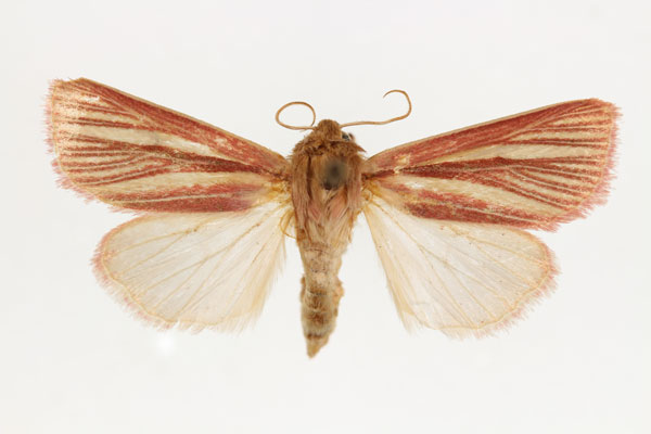 /filer/webapps/moths/media/images/C/crofti_Timora_AM_RMCA.jpg