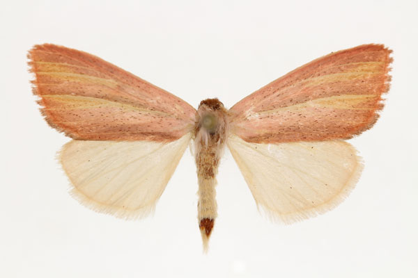 /filer/webapps/moths/media/images/C/crofti_Timora_AM_RMCA_02.jpg