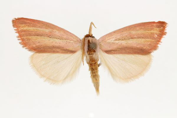 /filer/webapps/moths/media/images/C/crofti_Timora_AM_RMCA_03.jpg