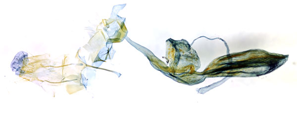 /filer/webapps/moths/media/images/C/crofti_Timora_GFPT_BMNH_8099.jpg