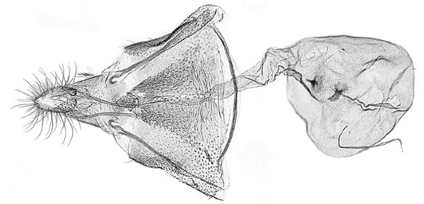 /filer/webapps/moths/media/images/C/crotalariae_Fulcrifera_GF_USNM.jpg