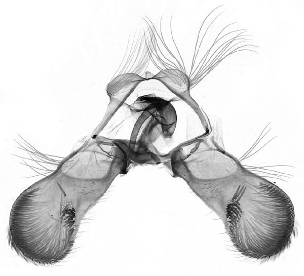 /filer/webapps/moths/media/images/C/crotalariae_Fulcrifera_GM_USNM.jpg