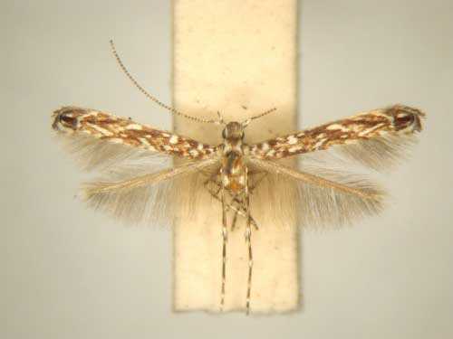 /filer/webapps/moths/media/images/C/crotoniphila_Stomphastis_PT_TMSA6028.jpg