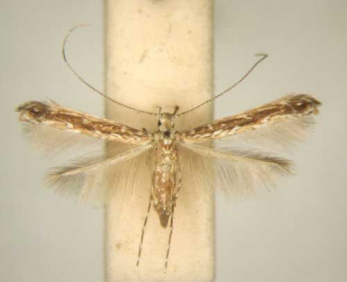 /filer/webapps/moths/media/images/C/crotonis_Stomphastis_PT_TMSA8997.jpg