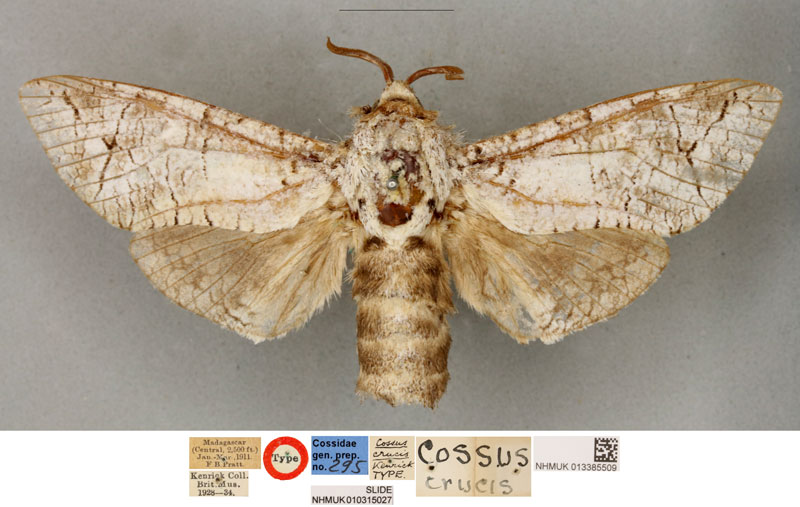 /filer/webapps/moths/media/images/C/crucis_Cossus_LT_BMNH.jpg