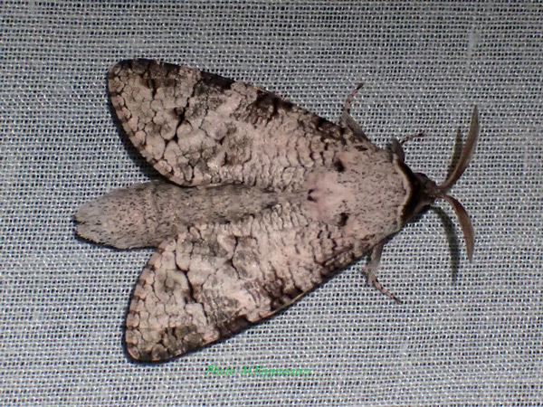 /filer/webapps/moths/media/images/C/crucis_Hirtocossus_AM_Bippus.jpg