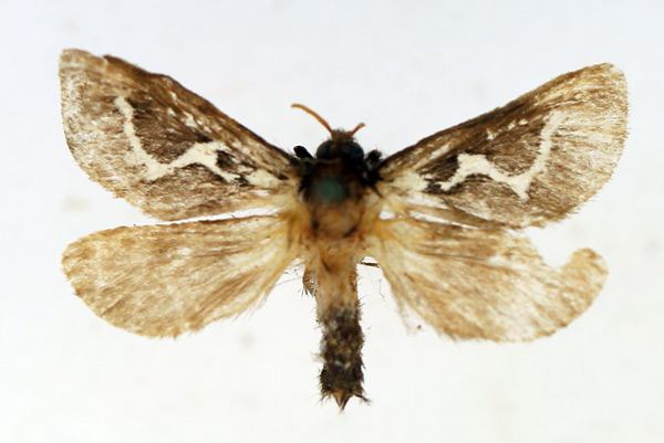 /filer/webapps/moths/media/images/C/crudeni_Eudalaca_AM_TMSA_02.jpg