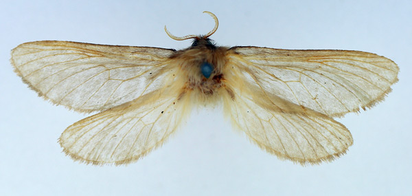 /filer/webapps/moths/media/images/C/crudeni_Gorgopis_AF_TMSA.jpg