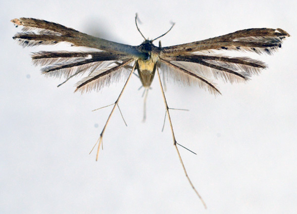 /filer/webapps/moths/media/images/C/crudipennis_Exelastis_A_NHMO_02.jpg