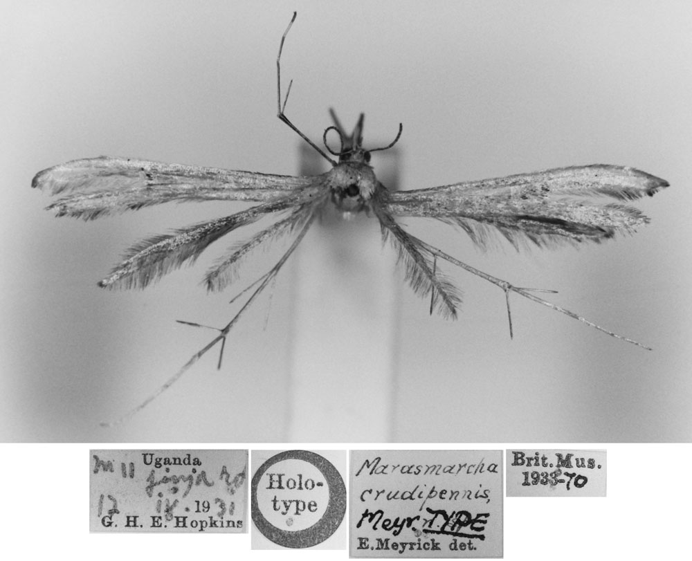 /filer/webapps/moths/media/images/C/crudipennis_Marasmarcha_HT_BMNH.jpg