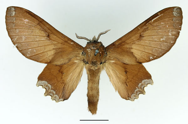 /filer/webapps/moths/media/images/C/cruenta_Morongea_AF_Basquin_01.jpg
