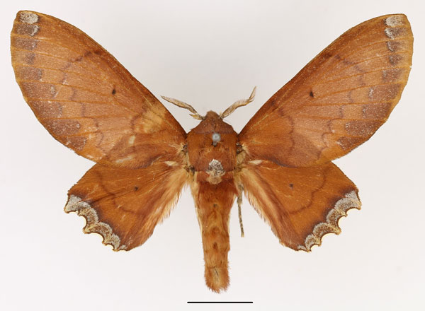 /filer/webapps/moths/media/images/C/cruenta_Morongea_AF_Basquin_02.jpg