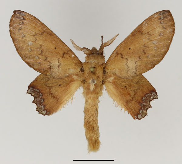 /filer/webapps/moths/media/images/C/cruenta_Morongea_AM_Basquin_01.jpg
