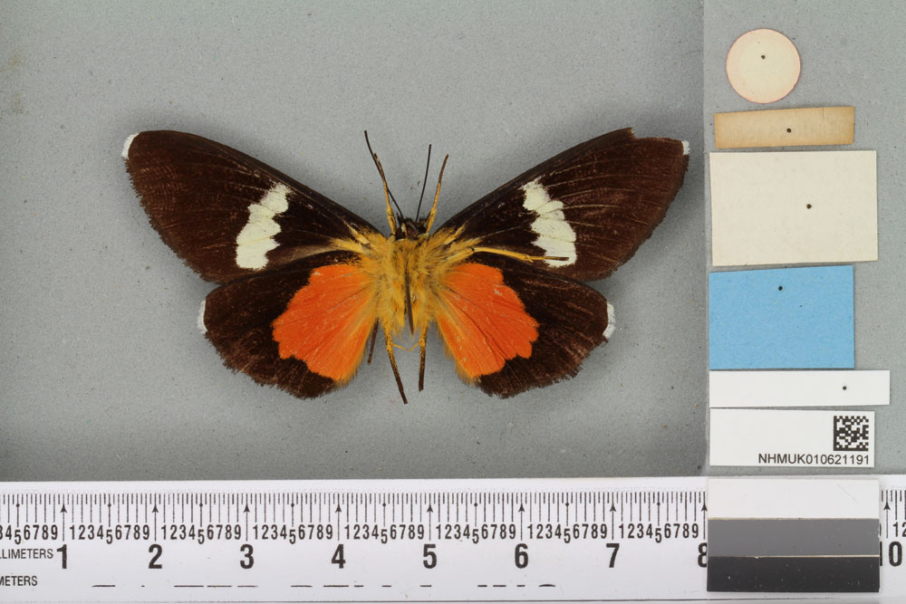 /filer/webapps/moths/media/images/C/cruenta_Rothia_HT_BMNHb.jpg