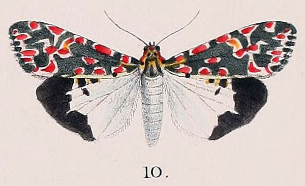 /filer/webapps/moths/media/images/C/cruentata_Deiopeia_HT_BMNH_86_10.jpg