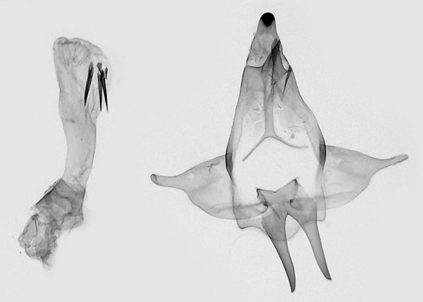 /filer/webapps/moths/media/images/C/cruisa_Strigivenifera_GM_SMNS.jpg
