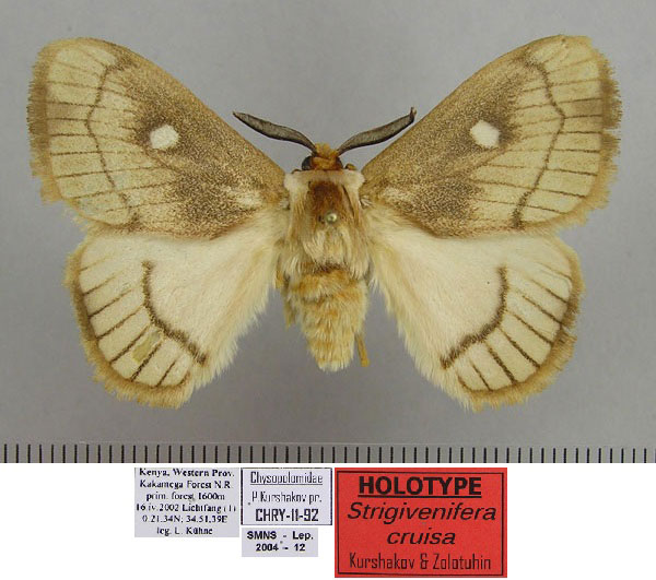 /filer/webapps/moths/media/images/C/cruisa_Strigivenifera_HT_SMNS.jpg