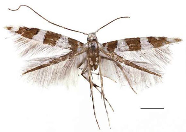 /filer/webapps/moths/media/images/C/crux_Telamoptilia_HT_RBINS.jpg