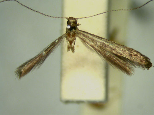 /filer/webapps/moths/media/images/C/cryphia_Caloptilia_HT_TMSA5660.jpg