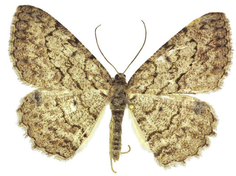 /filer/webapps/moths/media/images/C/cryptica_Morabia_HT_ANHRTa.jpg