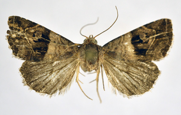 /filer/webapps/moths/media/images/C/cryptica_Ozarba_AM_NHMO.jpg