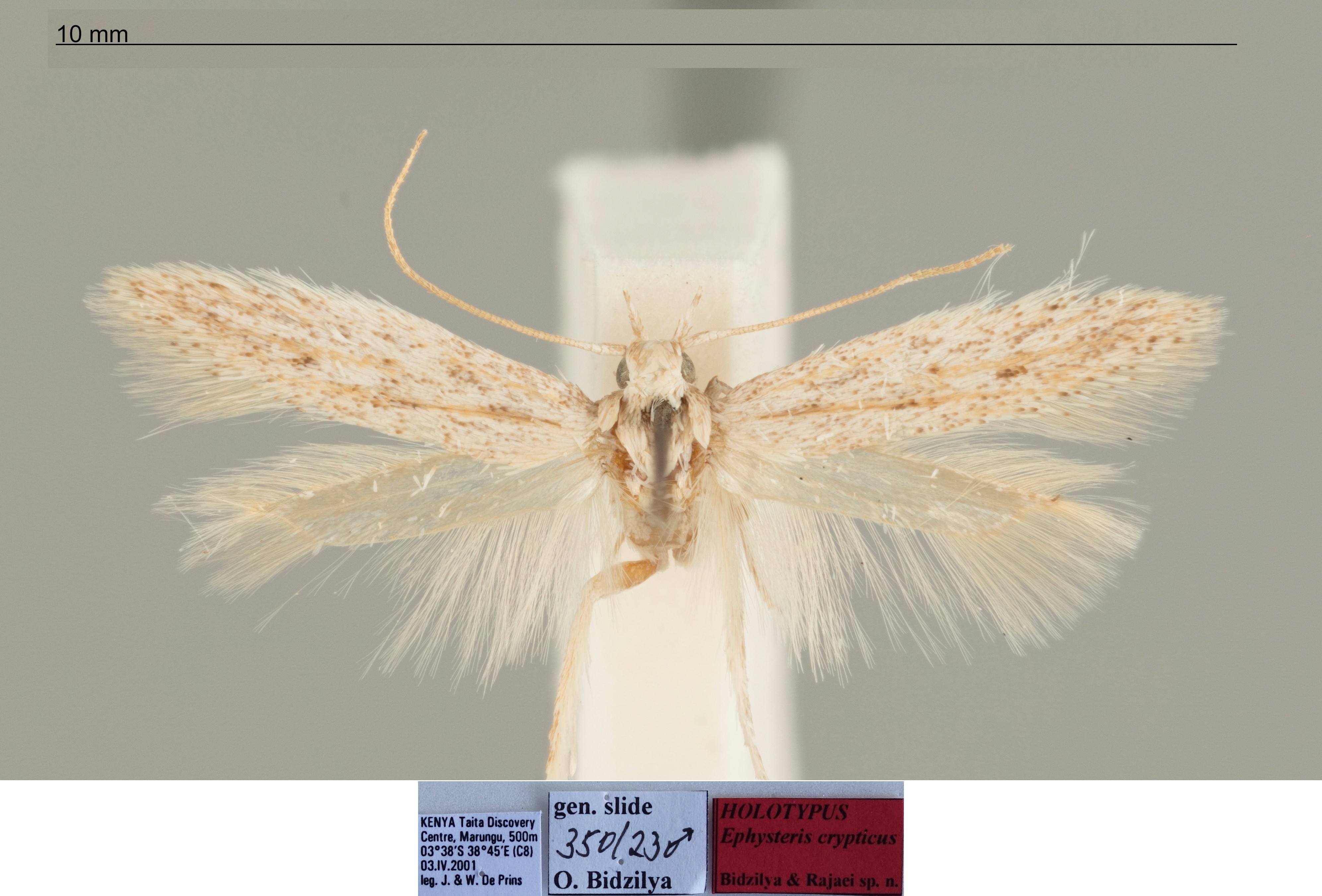 /filer/webapps/moths/media/images/C/crypticus_Ephysteris_MHT_NHMUK.jpg